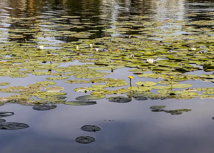 Lejlighed Lakeview In *